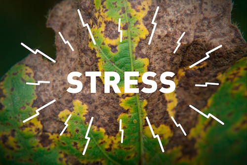stress