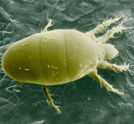 ACARO BLANCO
