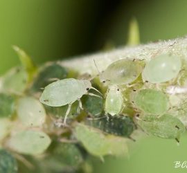 APHIS