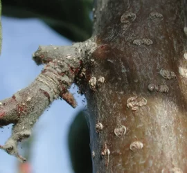 ARAÑA FRUTALES