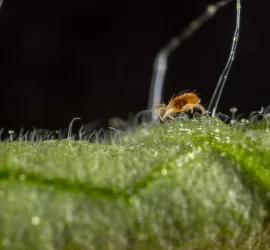 ARAÑA ROJA