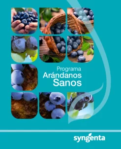 Arándanos