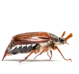 COLEOPTEROSS