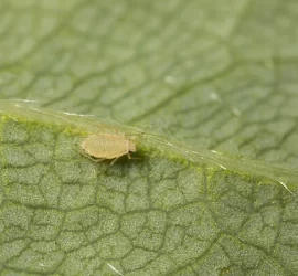 PULGON DE LA FRESA