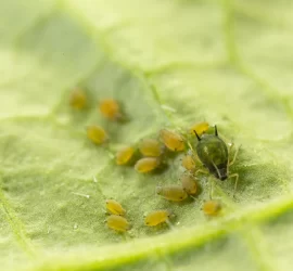 PULGON DEL ALGODON