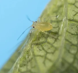 PULGON DEL GERANIO