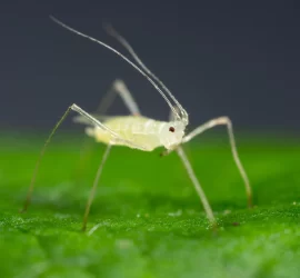 PULGON FRAMBUESA